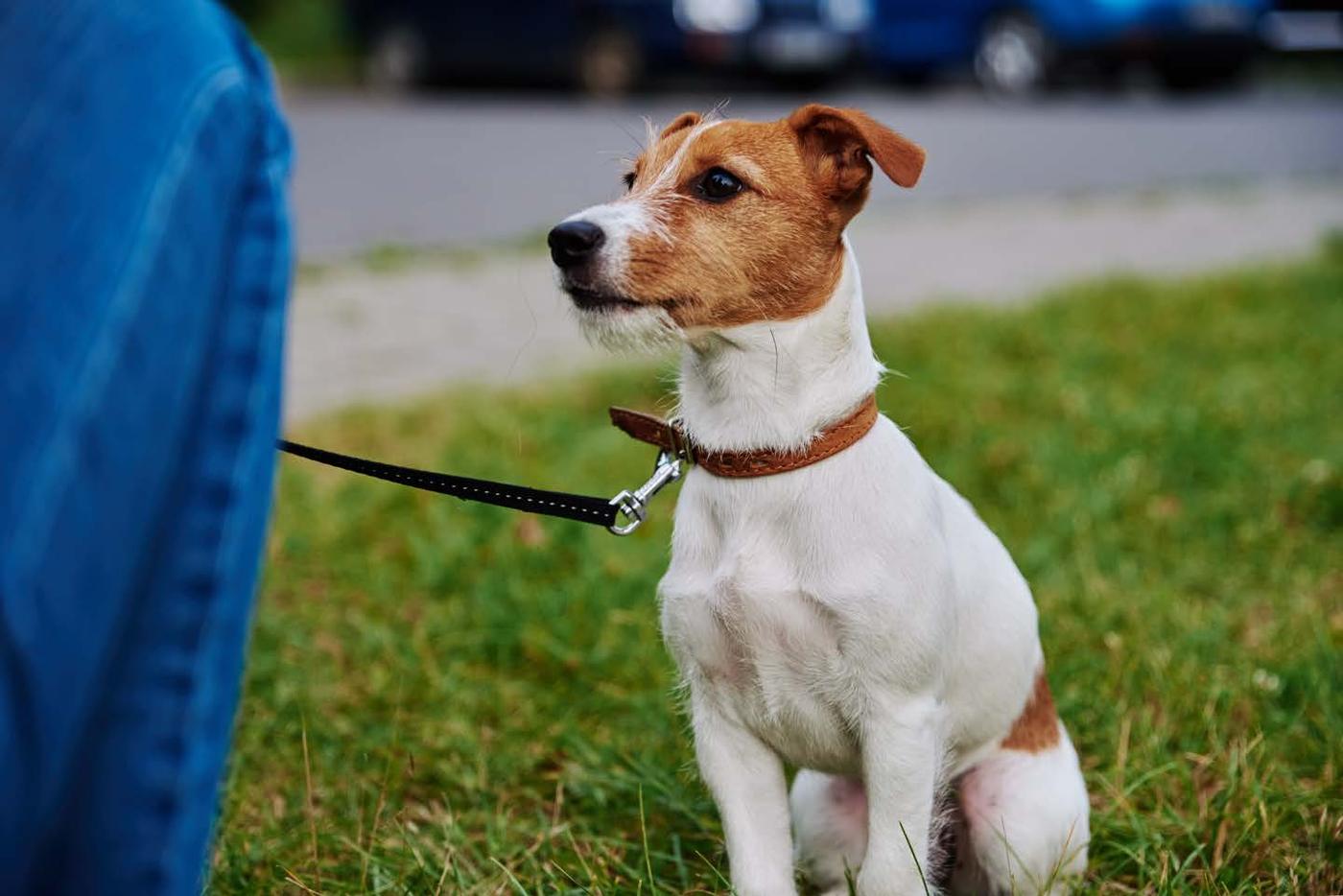 Cachorro com o iPet pendurado na coleira